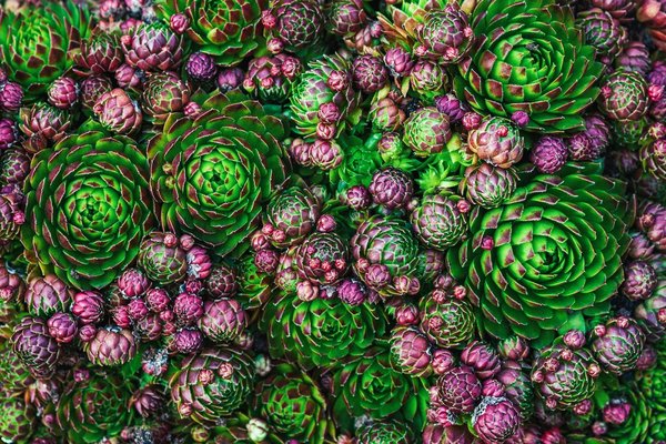 What are the best low-maintenance ground covers for a UK shady garden?